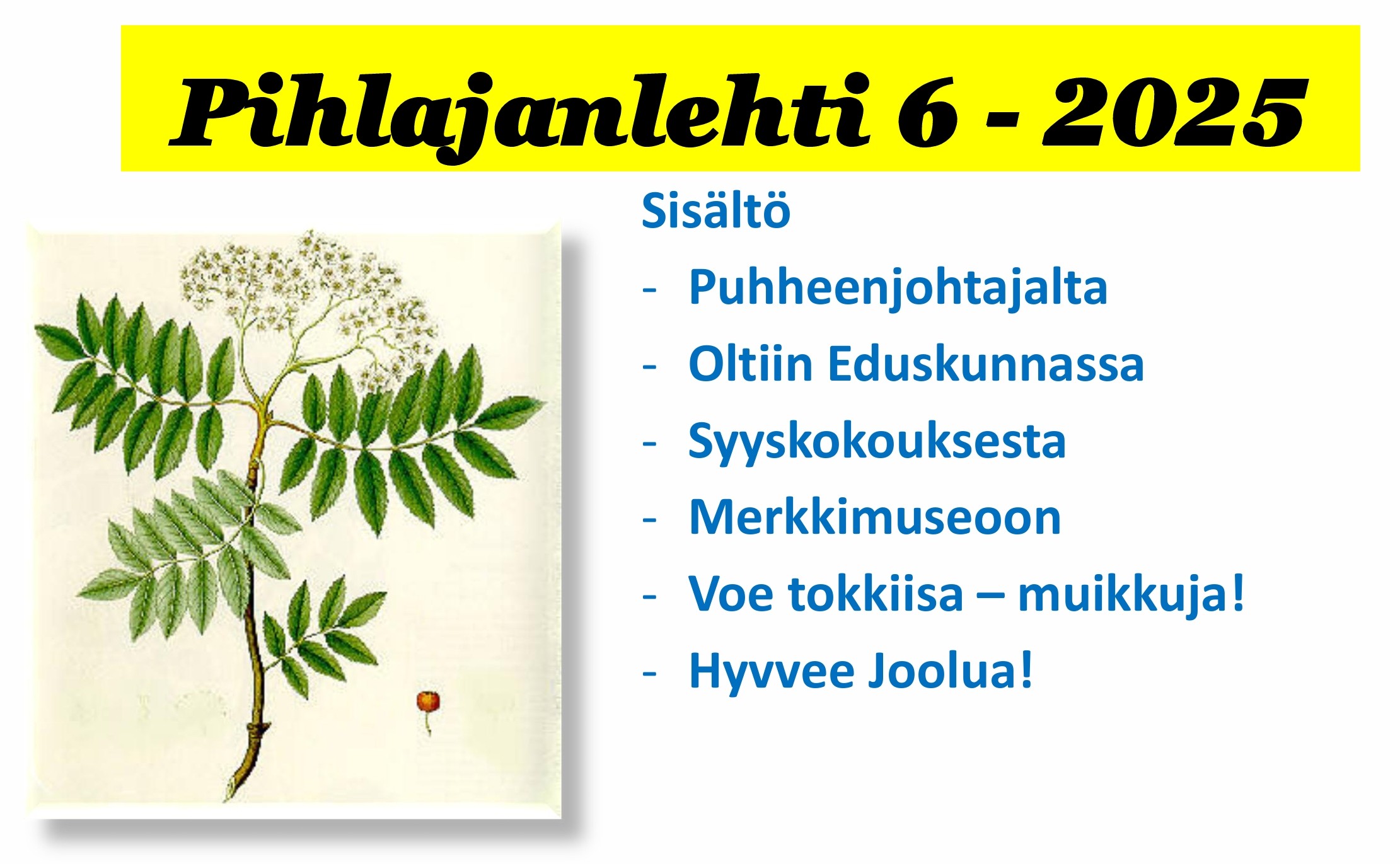 Pihlajanlehti 6 2025